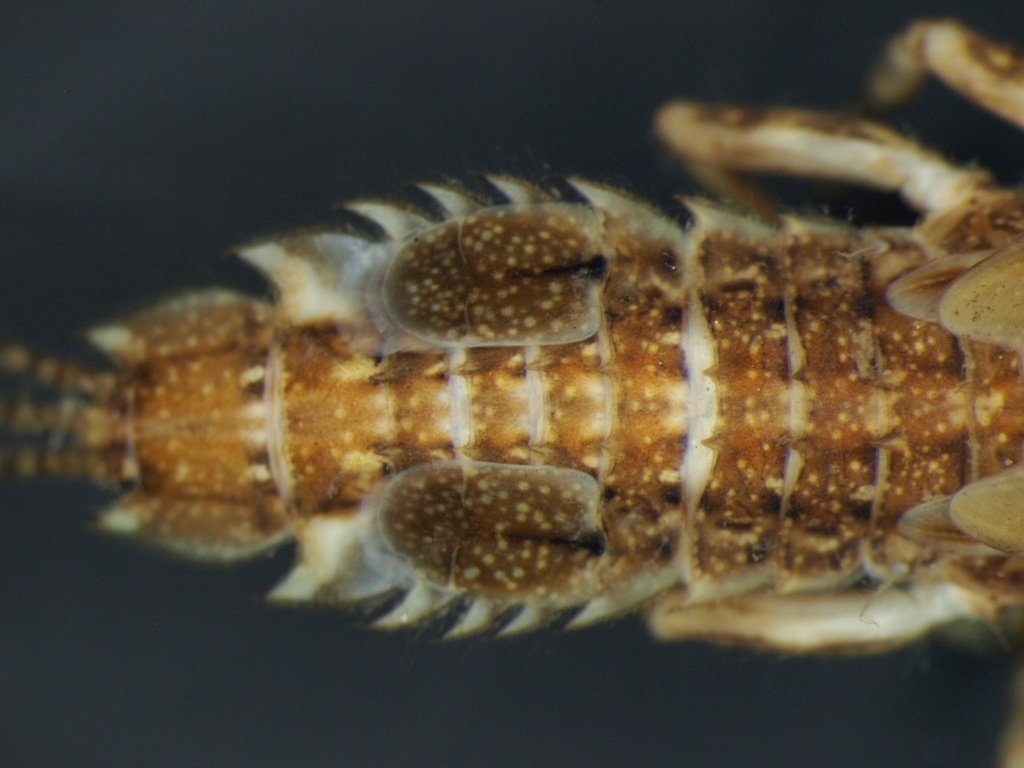 Eurylophella karelica 2